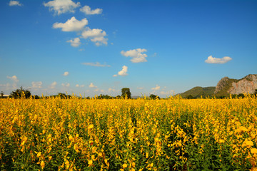 Obraz premium Yellow flowers field with blue sky