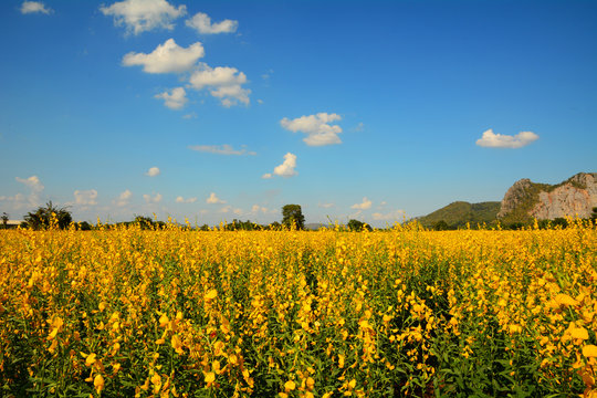 Yellow flowers field with blue sky