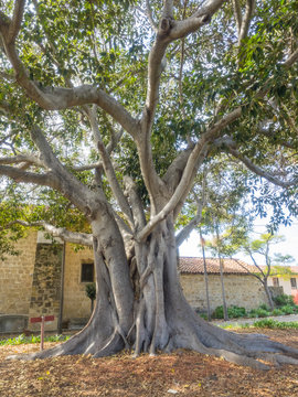 Moreton Bay Fig Tree