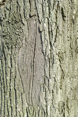 Pappel - Vernarbt - Textur 