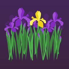 Vector violet and yellow irises on dark night gradient background. Floral design for invitation, greeting card, wedding, birthday, valentines day; textile and fabric, wrapping and stickers