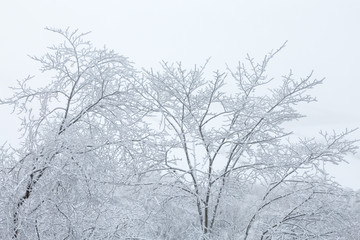 Frosty treetops against gray sky