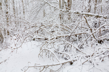 Snowy tree branches in the forest