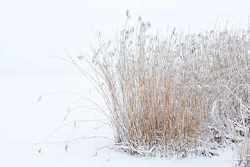 Frozen Reedbed in the snowy landscape