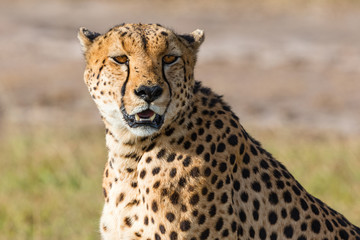 Cheetah sitting and watching