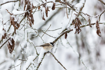 Winter forest with a marsh tit on a snowy branch