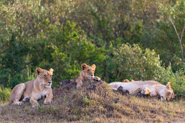 Lion with cub resting