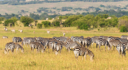 Fototapeta na wymiar Zebras grazing on the savanna