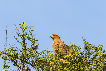 Tawny eagle sitting into a tree