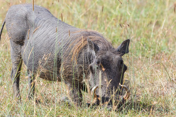 Warthog standing on the knee in the savanna and grazing