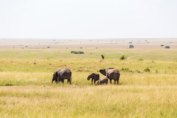 Naklejka na ściany i meble Elephants on the savanna in Africa