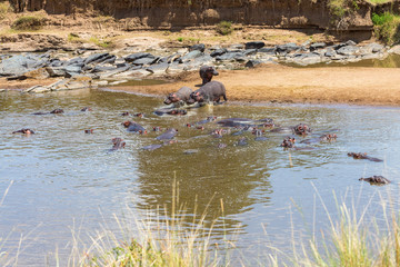 Hippos cooling off in the Mara River