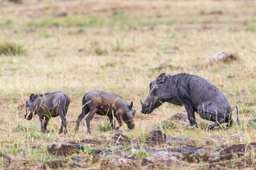 Warthog with young ones in the grass