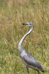 Black-headed heron with a captured insect in its beak