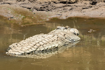 Nile crocodile lying in the water