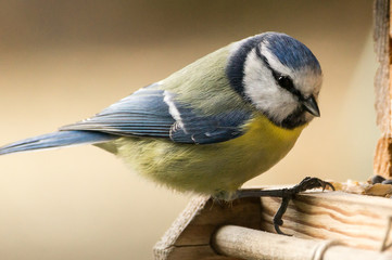 Blaumeise am Vogelhaus - Blue tit at a birdhouse