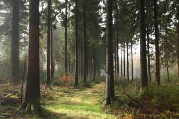 Im Wald. Wintersonne im Wald. 