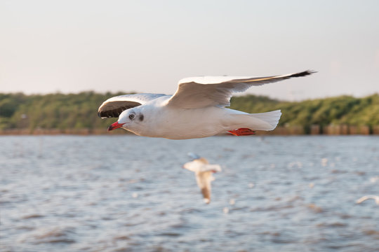 White seagull flying over sea.