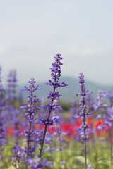 blue salvia flower in garden