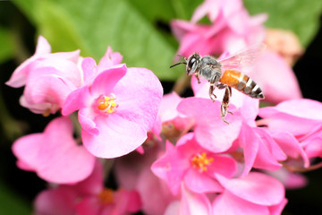Bees feed from flowers and mix carpel.