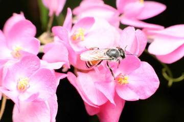 Bees feed from flowers and mix carpel.