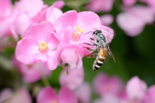 Bees feed from flowers and mix carpel.