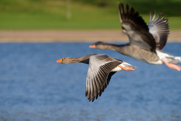 Greylag Goose, goose