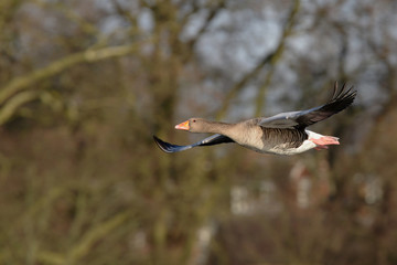 Naklejka premium Greylag Goose, goose