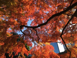 Background Autumn in Japan