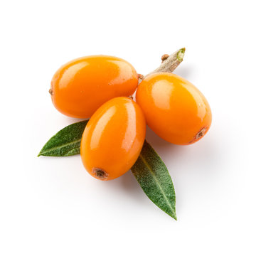 Sea buckthorn isolated on the white. With clipping path.