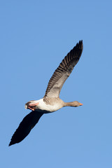 Fototapeta na wymiar Greylag Goose, goose