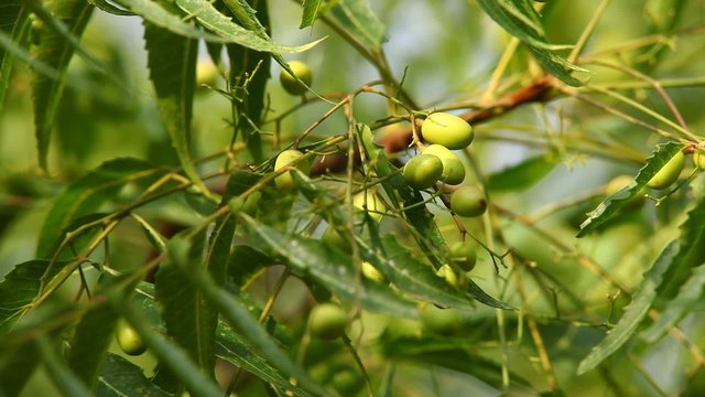 Azadirachta indica