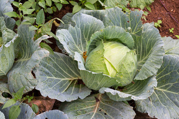 cabbage in the garden