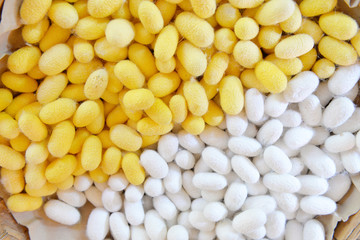 Two species of white cocoon, gold and silver as a raw material f