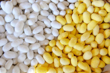 Two species of white cocoon, gold and silver as a raw material f