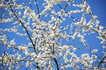 Blossoming Tree