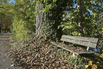 Bank mit Blättern und Laub im Herbst