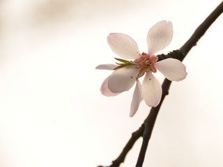 Naklejka premium flowering almond