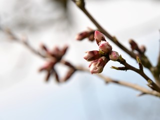 Flowering almond