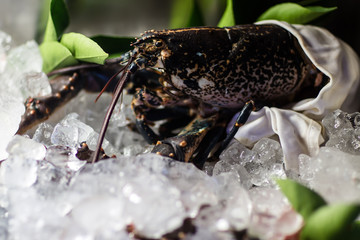 Chilled shellfish on ice