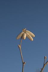 hazelnut on winter