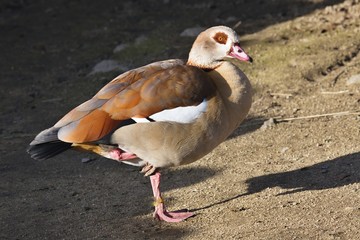 Egyptian Goose, Alopochen aegyptiacus,standing on one leg