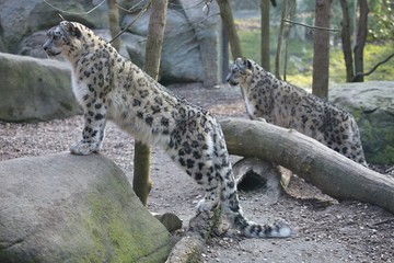 two snow leopard, Uncia uncia