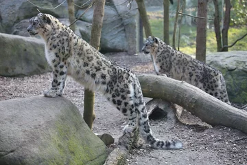 Rolgordijnen two snow leopard, Uncia uncia © vladislav333222