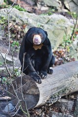 Sitting Malayan sun bear,Helarctos malayanus,  with large claws