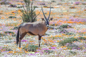 Oryx between flowers
