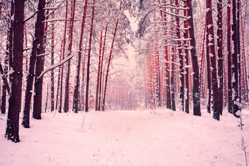 Rose toned pine forest covered with snow
