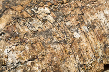 Birch Bark Macro