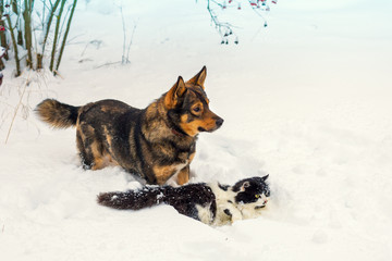 Big dog and black and white cat playing in snow