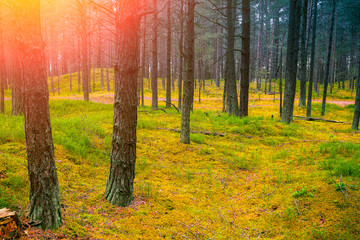 Pine forest at sunset